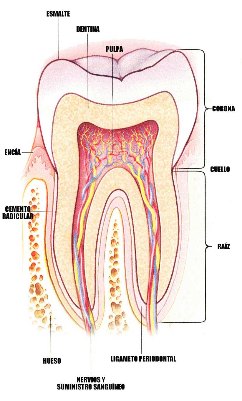 Clínica Dental Vallecas te ofrece una breve descripción de la anatomía del diente